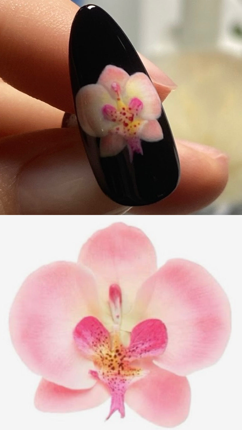 Orchids in Full Bloom (Limited Edition)